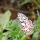 דובון יפהפה - Utetheisa pulchella