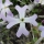 כרמלית נאה - Ricotia lunaria