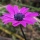 Anemone hortensis - כלנית הגינות